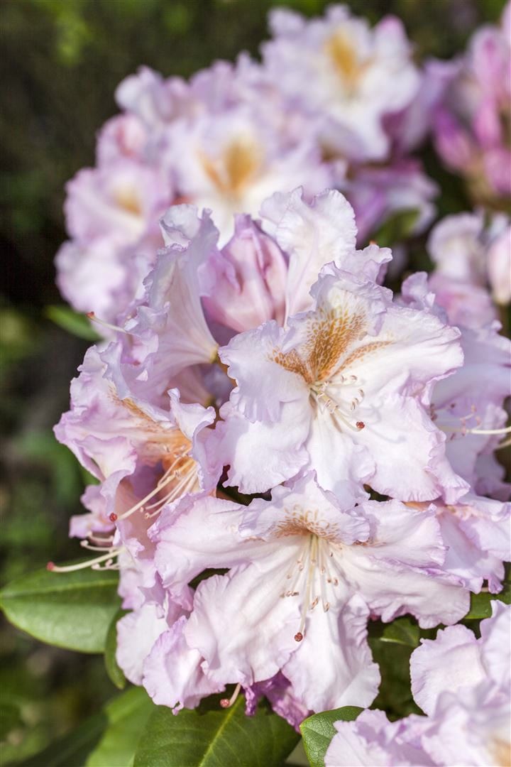Rhododendron Hybr. 'Janet Blair', rosa Bl&uuml;ten, 30&ndash;40 cm - Bild 1