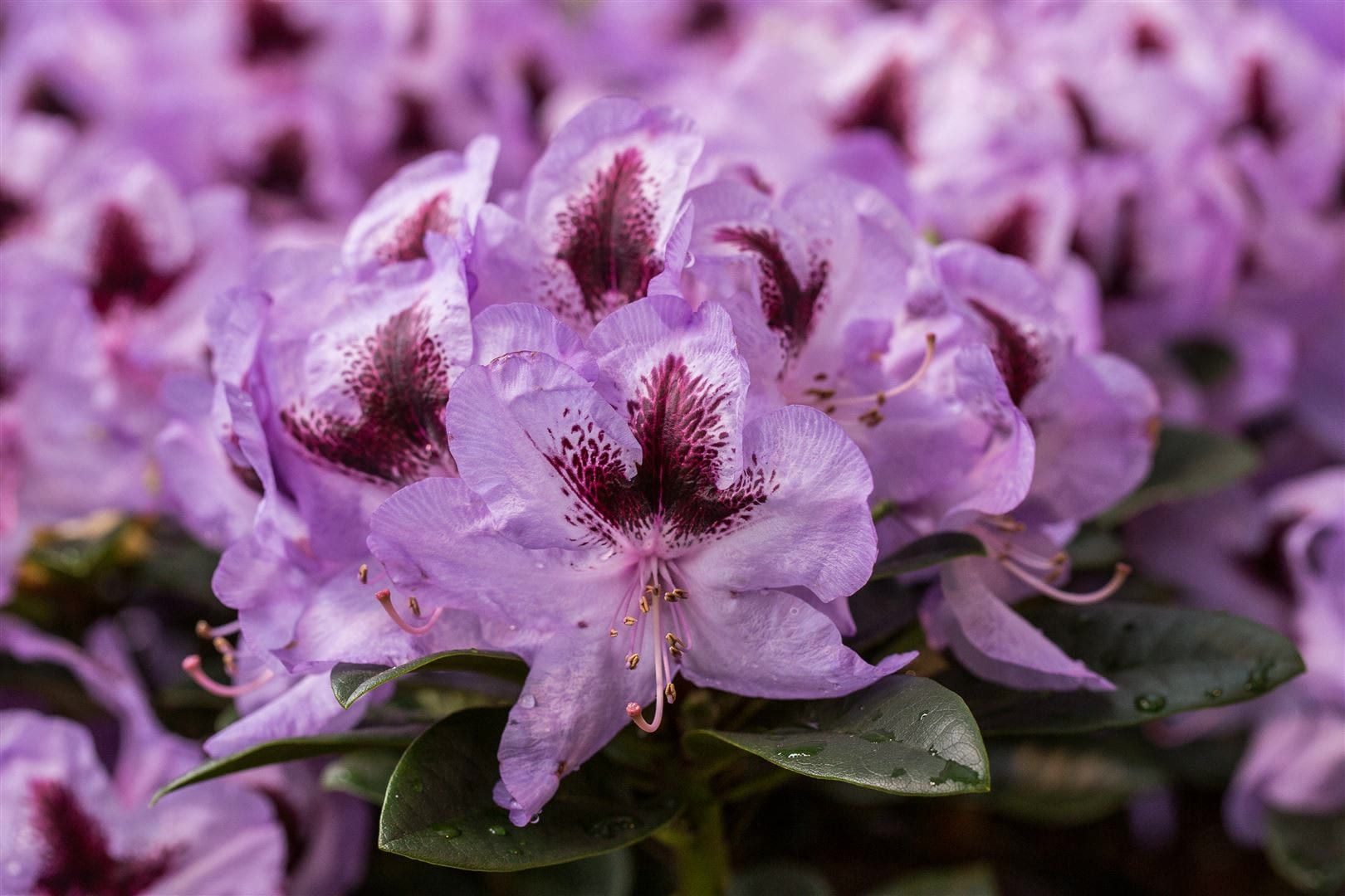 Rhododendron Hybr. 'Metallica', Rhododendron, 30&ndash;40 cm - Bild 1