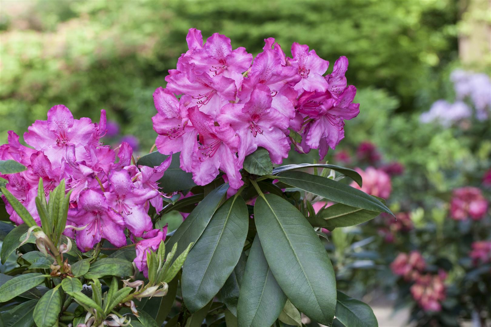 Rhododendron Hybr. 'Walk&uuml;re', rosa Bl&uuml;ten, 40&ndash;50 cm - Bild 1