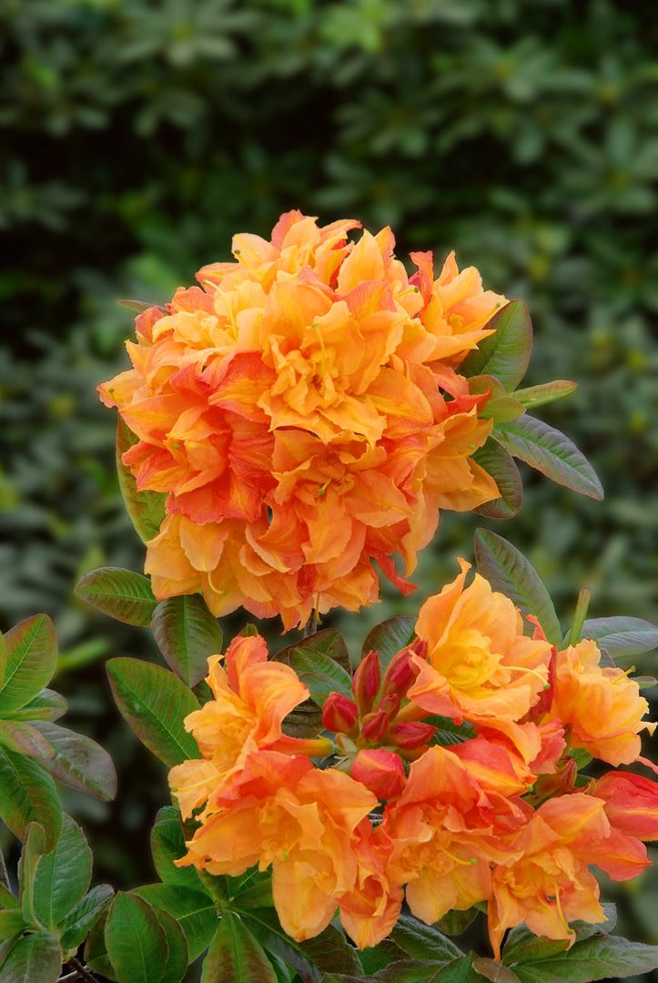 Rhododendron luteum 'Csardas', gelb, 40&ndash;50 cm - Bild 1