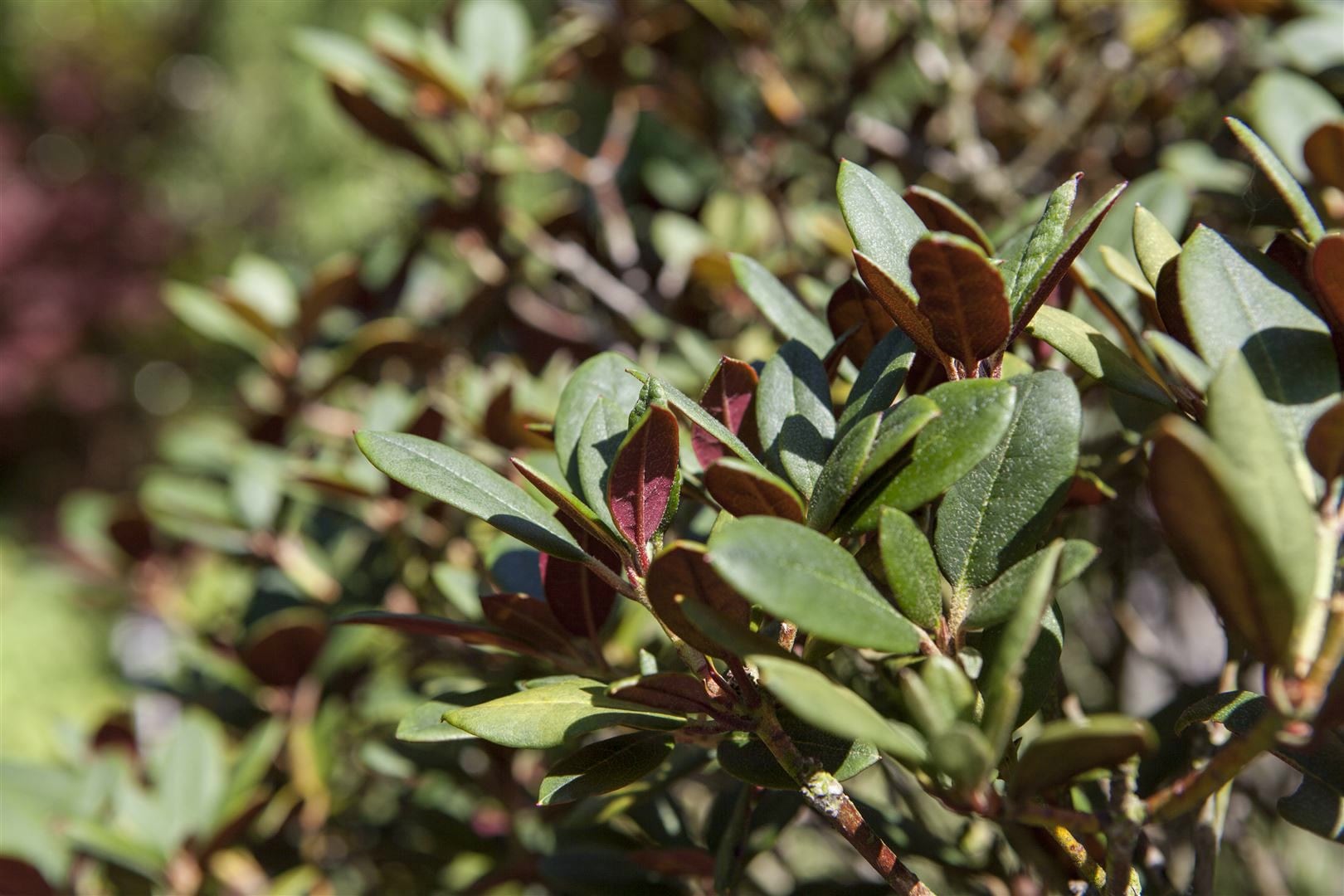 Rhododendron neriiflorum 'Burletta', leuchtend rot, 30&ndash;40 cm - Bild 1