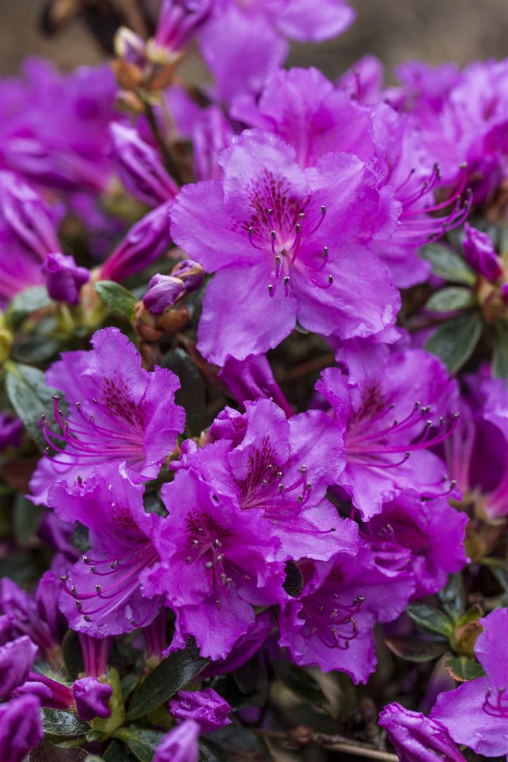 Rhododendron obt. 'Diamant Rosa', rosa Bl&uuml;ten, 20&ndash;25 cm - Bild 1