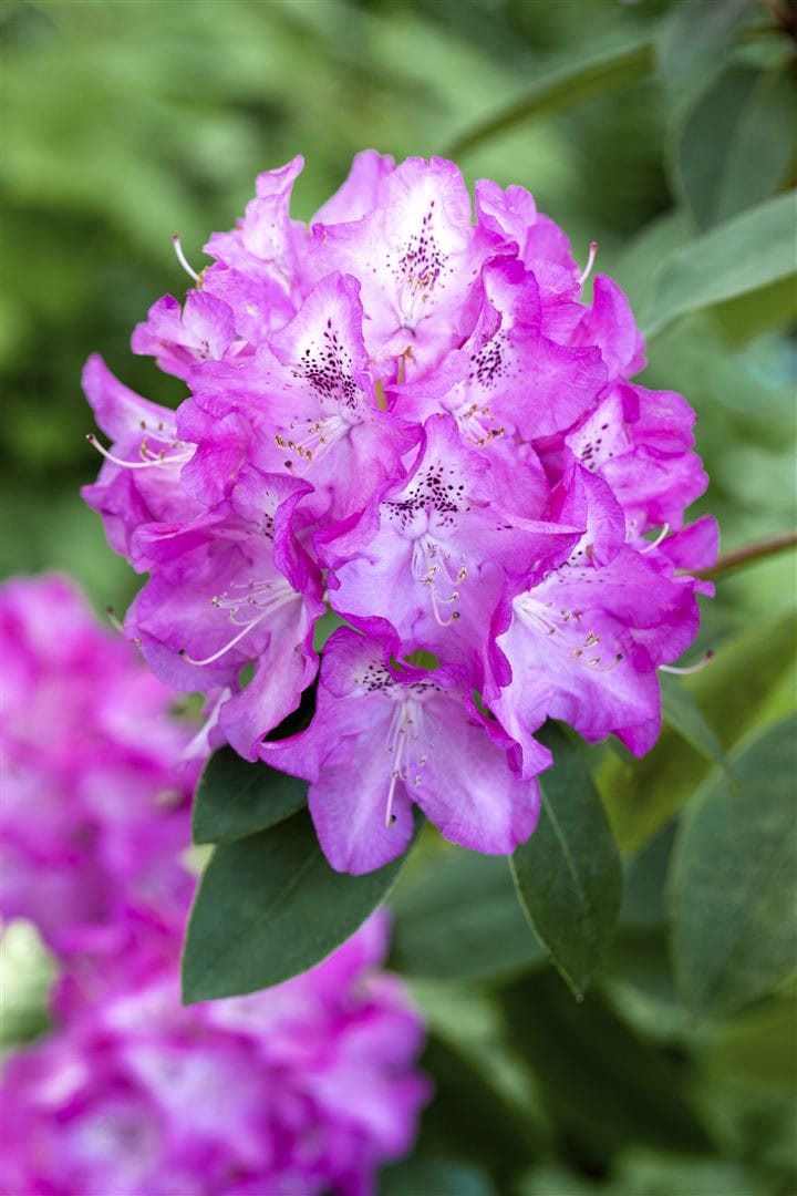 Rhododendron williamsianum 'Andrea', rosa Bl&uuml;ten, 30&ndash;40 cm - Bild 1