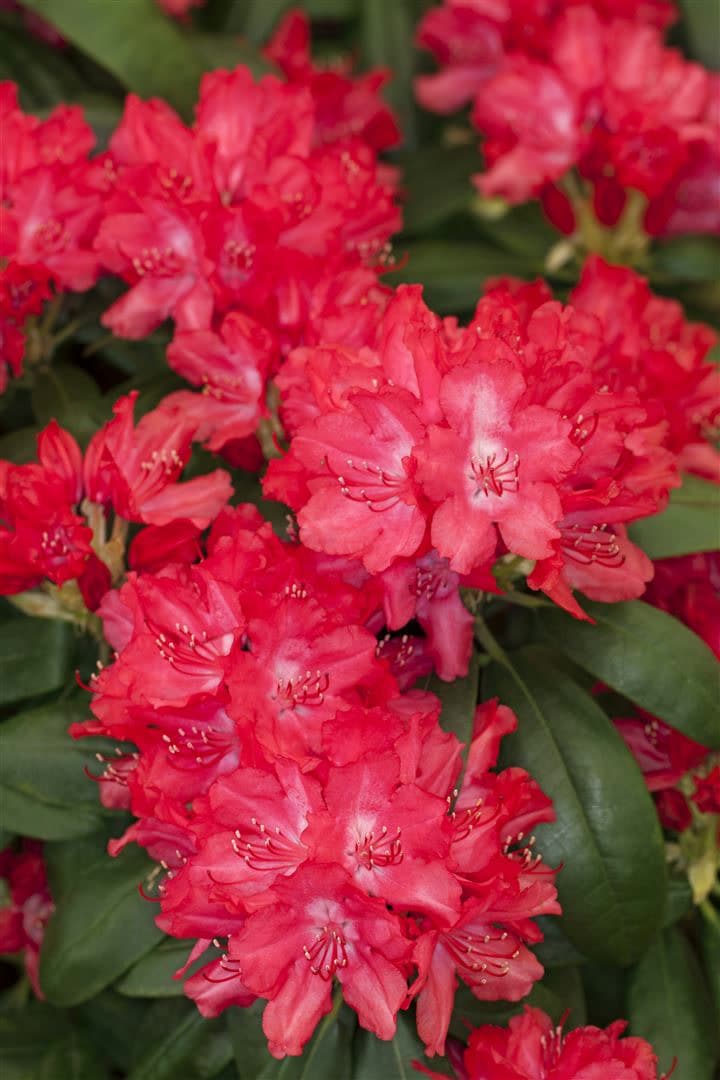 Rhododendron yakushimanum 'Astrid', Rhododendron, rot, 25&ndash;30 cm - Bild 1
