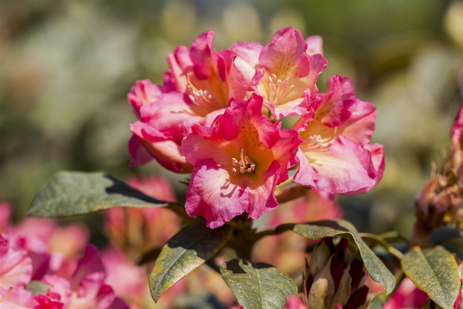 Rhododendron yakushimanum 'Barbarella', rosa Bl&uuml;ten, 40&ndash;50 cm - Bild 1