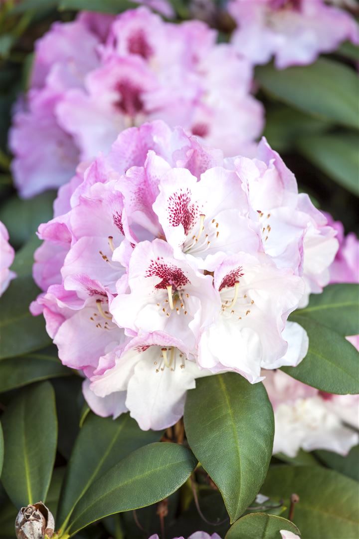 Rhododendron yakushimanum 'Nicoletta', rosa Bl&uuml;ten, 30&ndash;40 cm - Bild 1