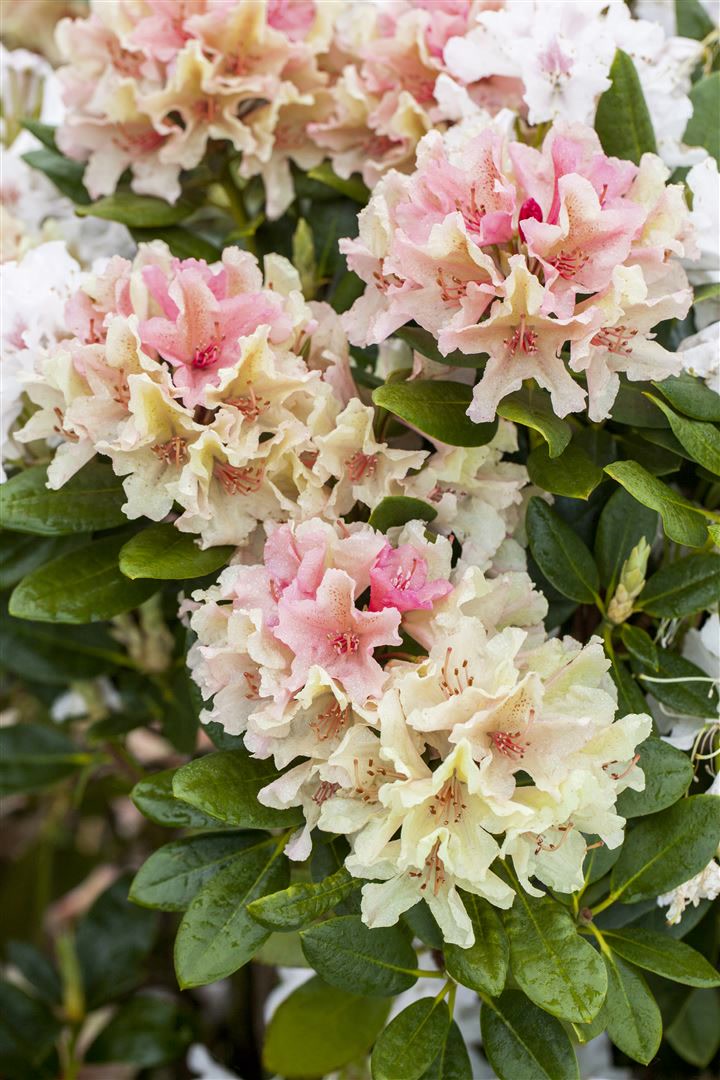 Rhododendron yak. 'Percy Wiseman', rosa-wei&szlig;, 25&ndash;30 cm - Bild 1