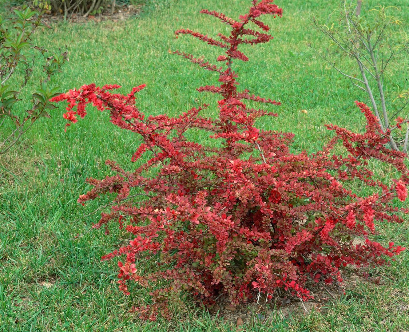Berberis thunbergii 'Green Carpet', Teppich-Berberitze, gr&uuml;n, 20&ndash;30 cm - Bild 1