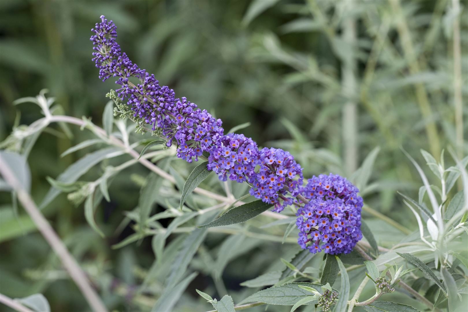 Buddleja davidii 'Nanho Blue', Schmetterlingsflieder, blau, 60&ndash;100 cm - Bild 1