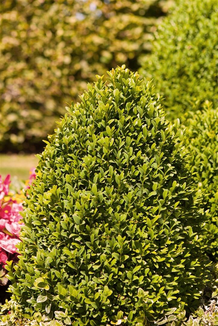 Buxus sempervirens 'Arborescens', Buchsbaum, immergr&uuml;n, 20&ndash;25 cm - Bild 1