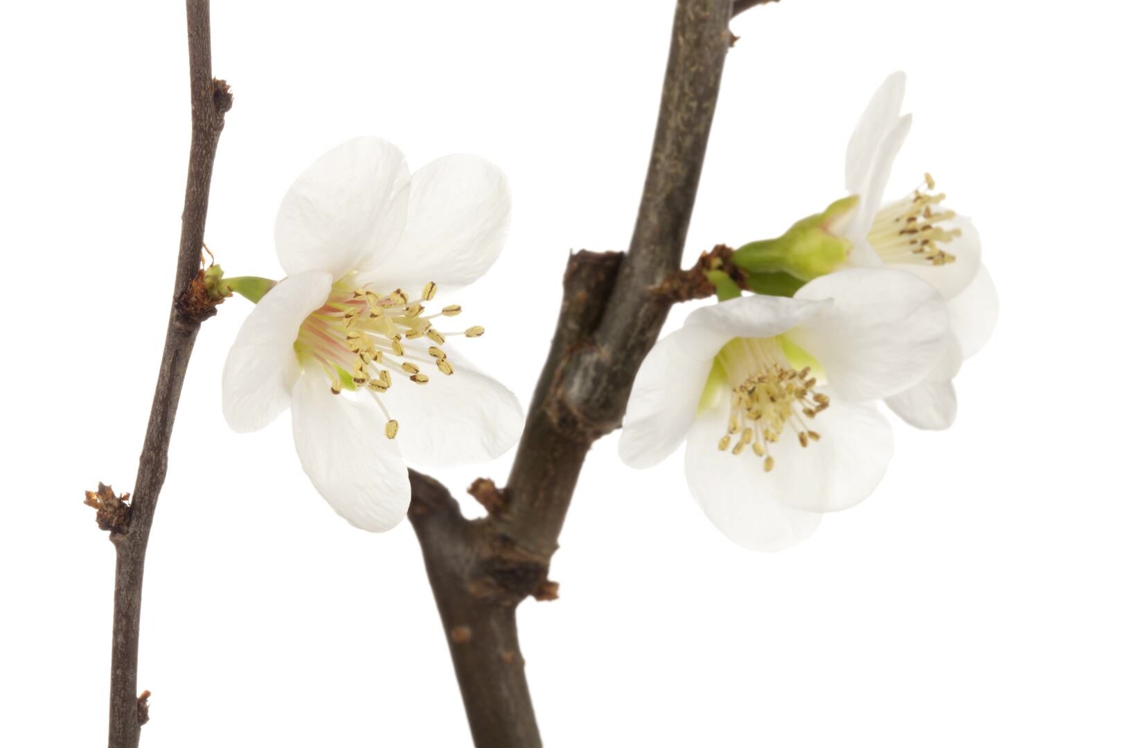 Chaenomeles x superba ‚Jet Trail‘, Zierquitte, weiß, 40–60 cm | 04063654260639