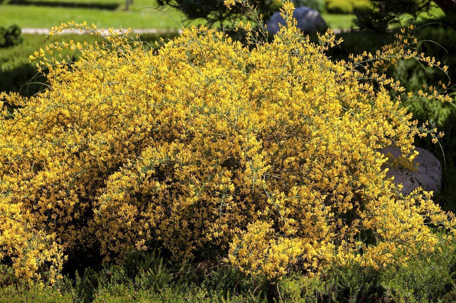 Genista lydia, Ginster, gelb, 30–40 cm | 04063654260653