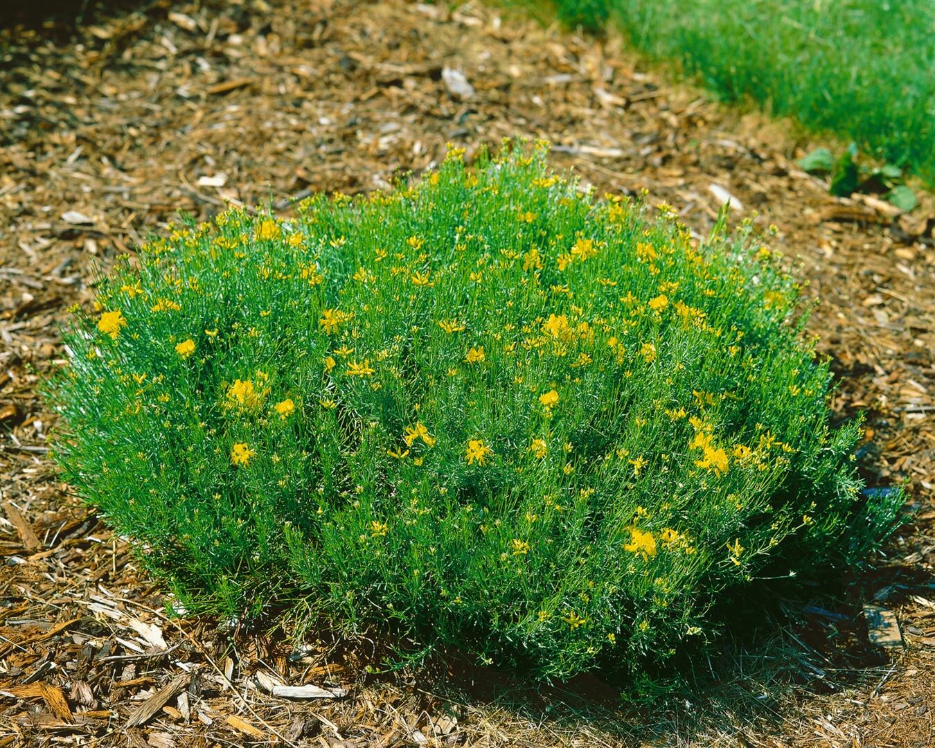 Genista radiata, Ginster, gelb, 20&ndash;30 cm - Bild 1