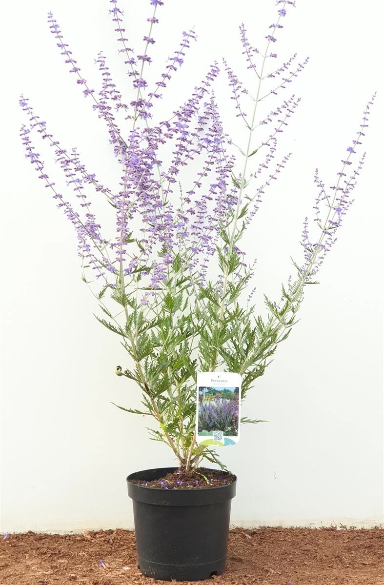 Perovskia atriplicifolia 'Blue Spire', Silberstrauch, blau, 40&ndash;60 cm - Bild 1