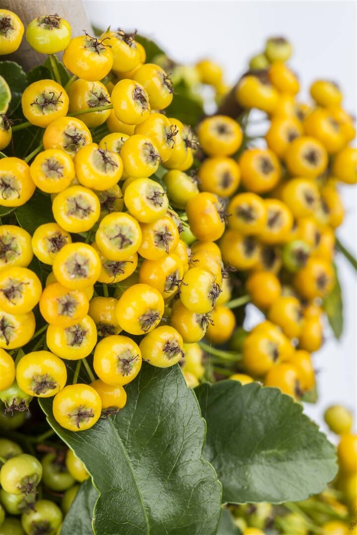 Pyracantha ‚Soleil d’Or‘, Feuerdorn, gelb, 100–125 cm | 04063654334118