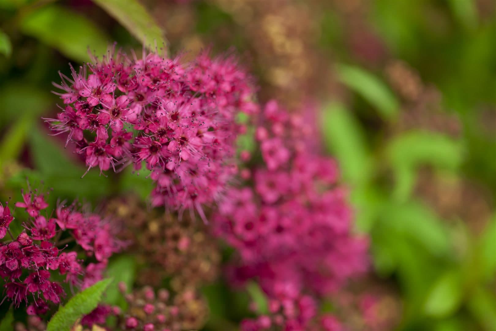 Spiraea japonica 'Anthony Waterer', Rote Sommerspiere, 30&ndash;40 cm - Bild 1