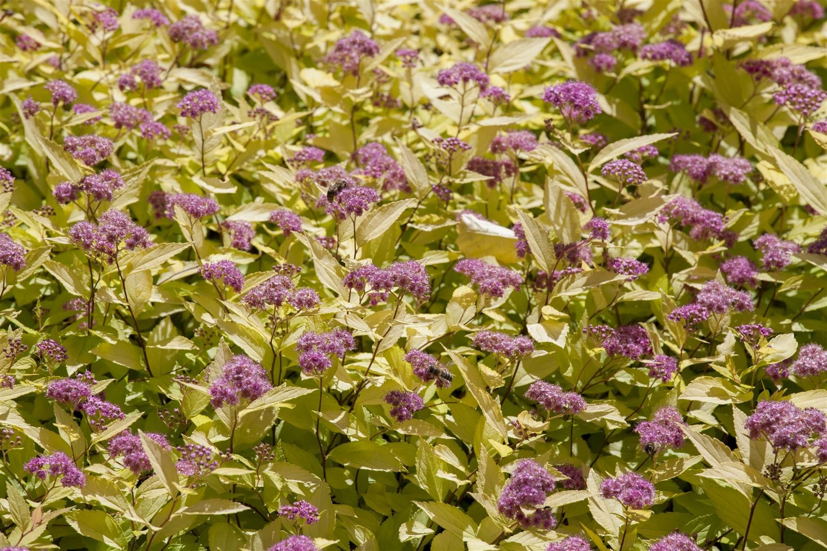 Spiraea japonica 'Golden Princess', Japanische Spiere, goldgelb, 15&ndash;20 cm - Bild 1