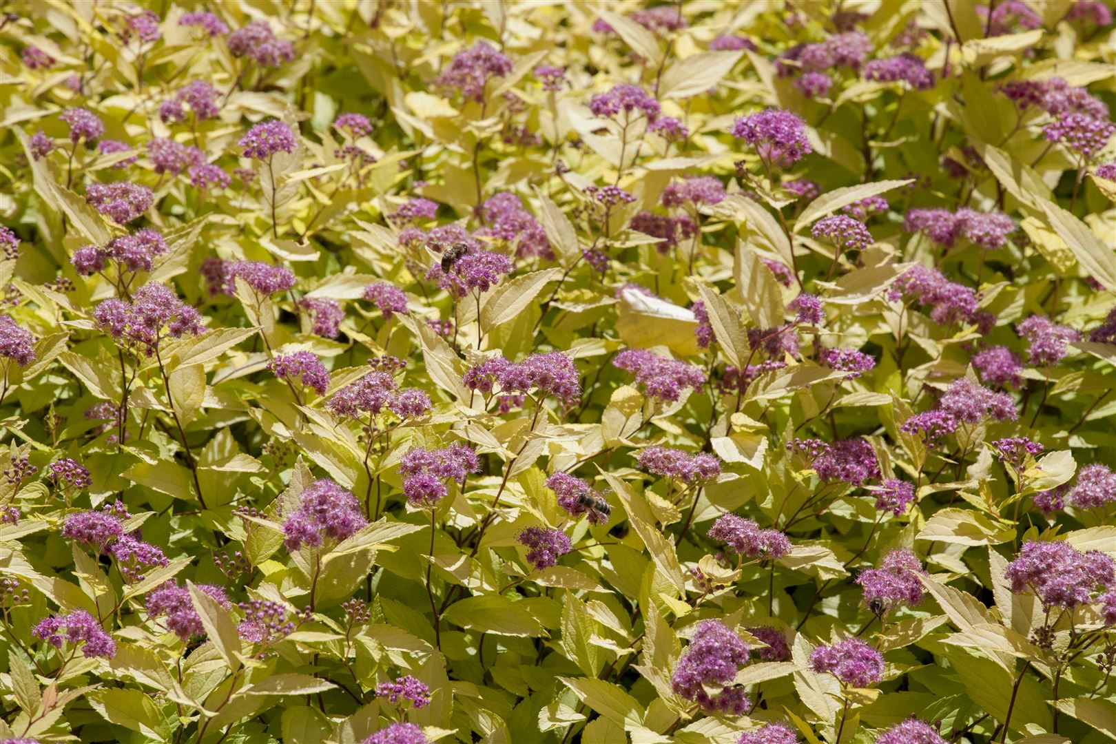 Spiraea japonica 'Golden Princess', Goldspiere, gelbgr&uuml;n, 30&ndash;40 cm - Bild 1