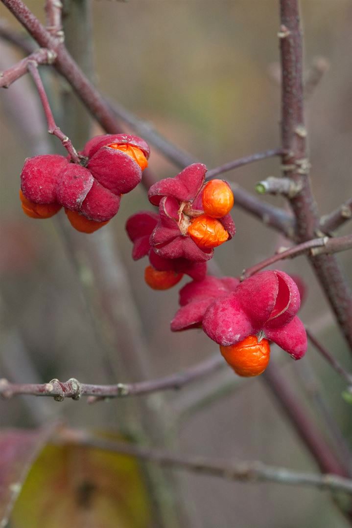 Euonymus europaeus, Pfaffenh&uuml;tchen, 40&ndash;60 cm - Bild 1