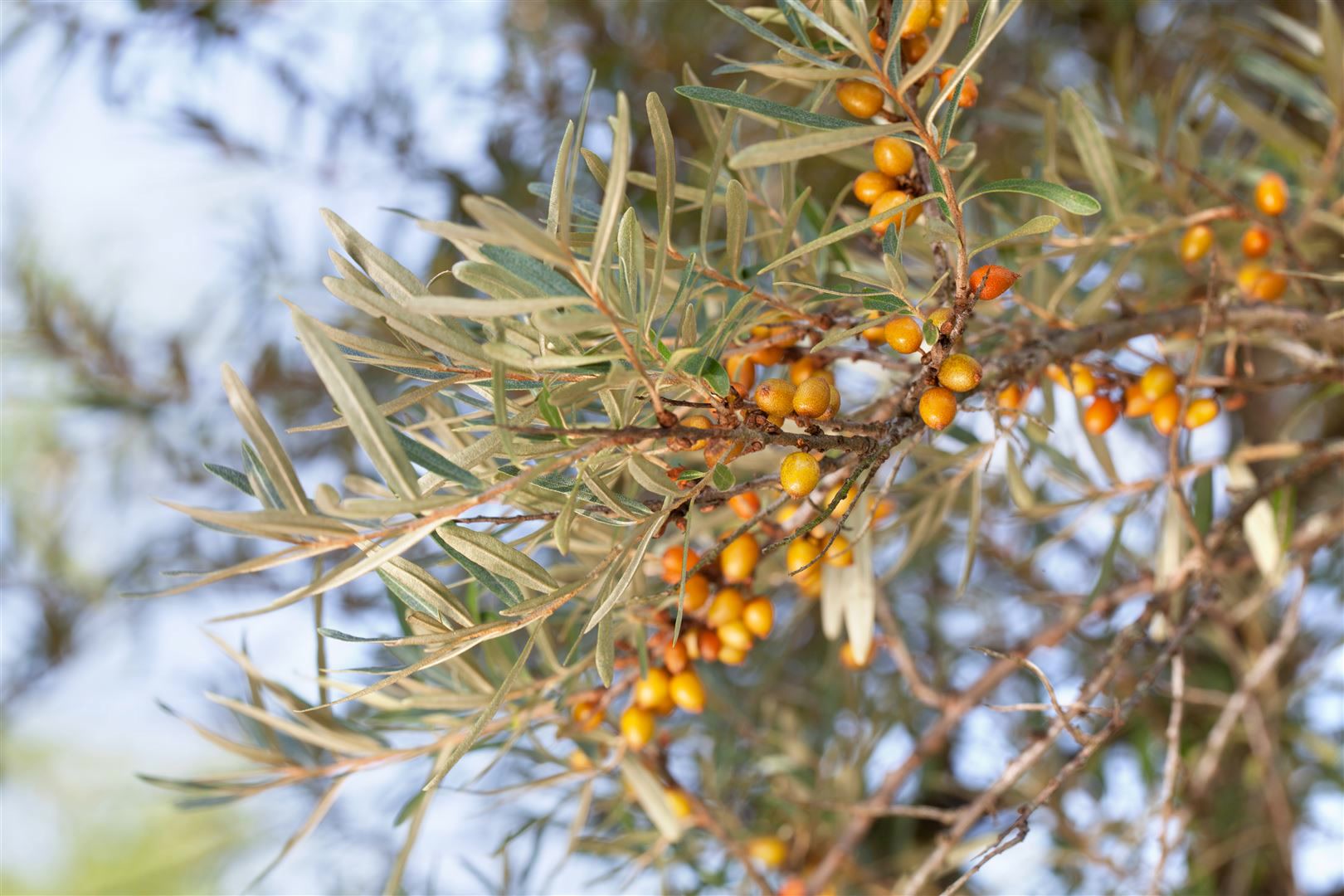 Hippophae rhamnoides, Sanddorn, 40&ndash;60 cm - Bild 1
