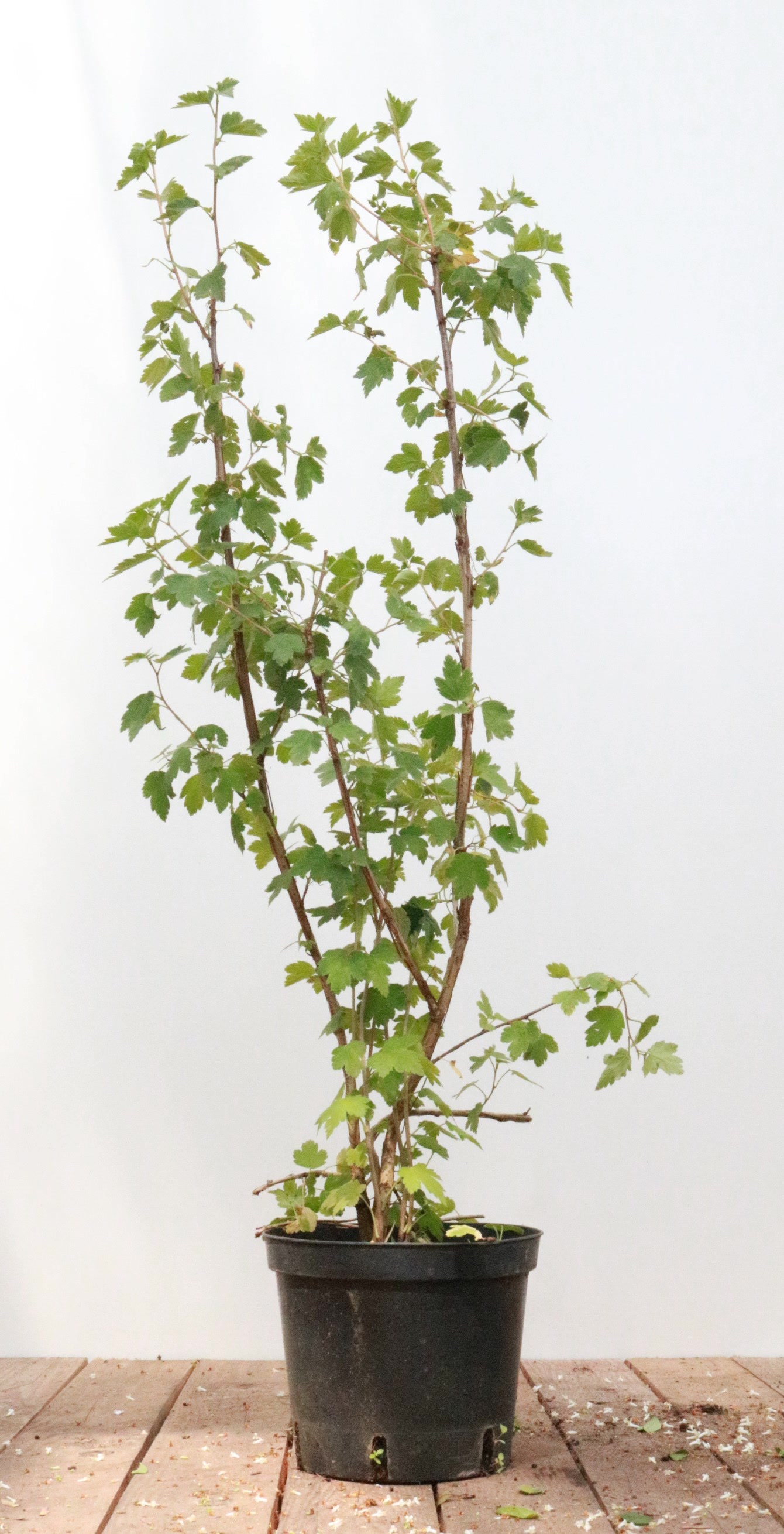 Ribes alpinum 'Schmidt', Alpen-Johannisbeere, 40&ndash;60 cm, kompakt - Bild 1