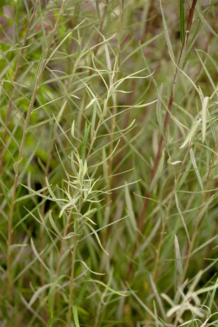 Salix rosmarinifolia, Rosmarin-Weide, 60&ndash;100 cm - Bild 1