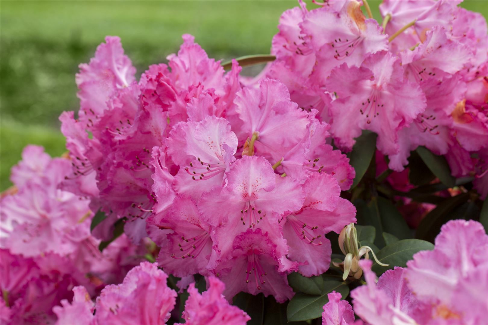 Rhododendron Hybr. 'Haithabu', Rhododendron, rosa Bl&uuml;ten, 40&ndash;50 cm - Bild 1