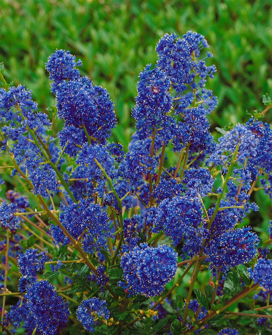 Ceanothus 'Blue Sapphire', S&auml;ckelblume, blau, 30&ndash;40 cm - Bild 1