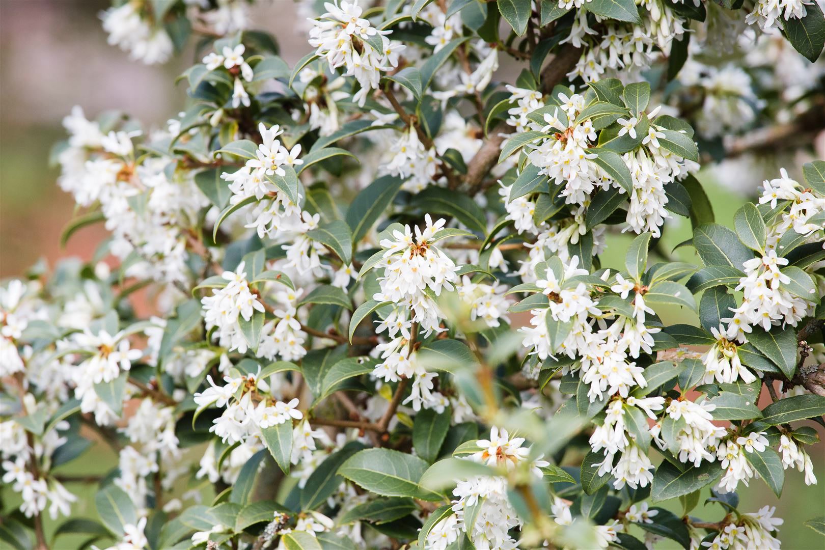 Osmanthus burkwoodii, Duftbl&uuml;te, immergr&uuml;n, 40&ndash;60 cm - Bild 1