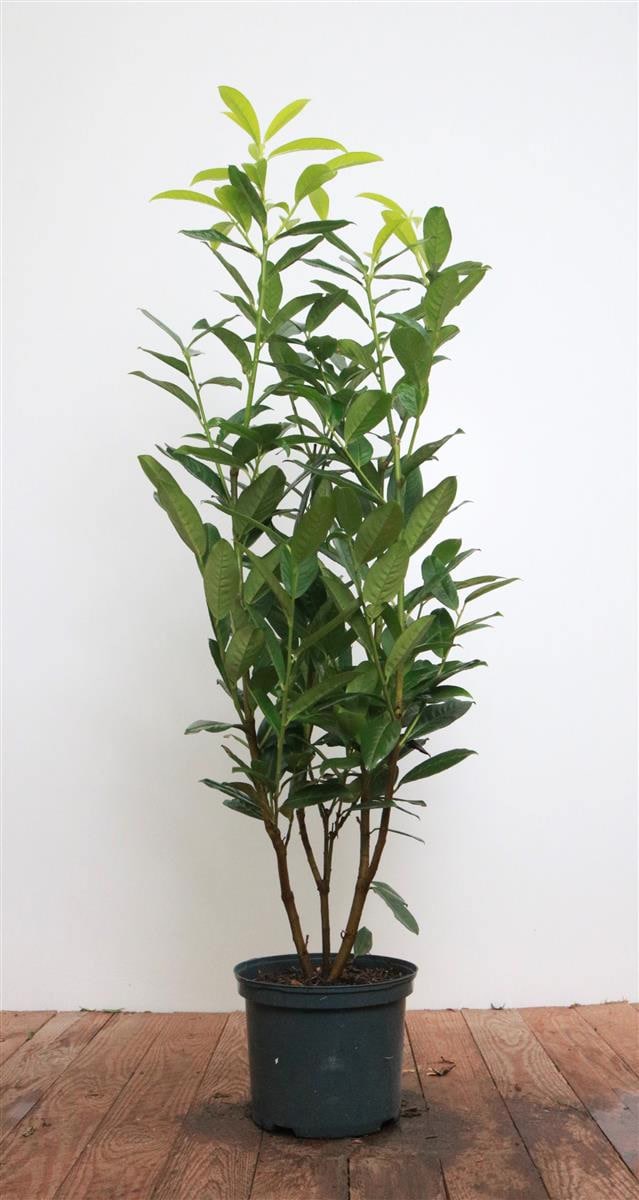 Prunus laurocerasus 'Genolia', Kirschlorbeer, immergr&uuml;n, 60&ndash;80 cm - Bild 1