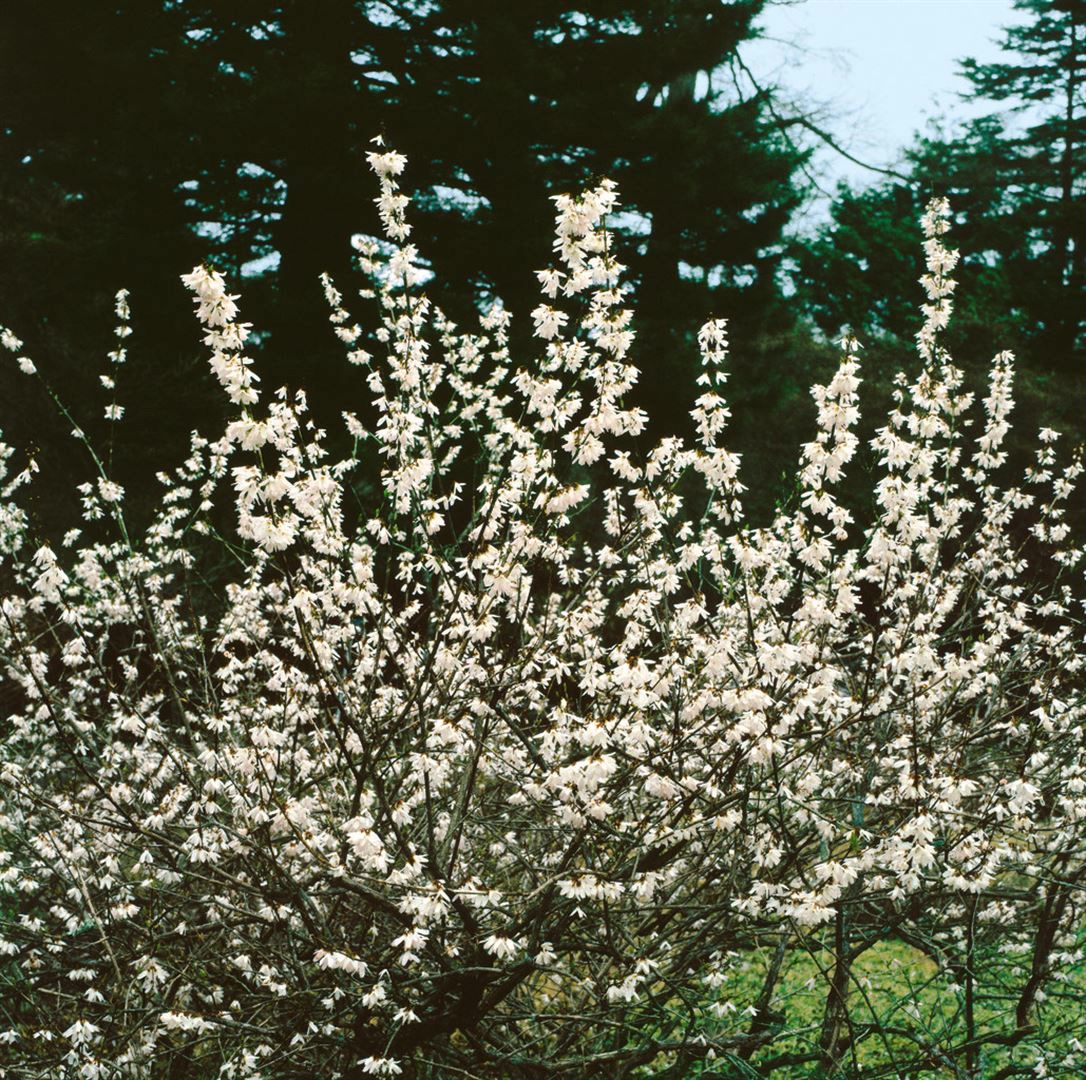 Abeliophyllum distichum 'Roseum', rosa Bl&uuml;ten, 40&ndash;60 cm - Bild 1