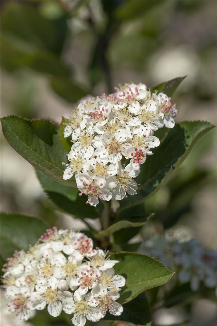 Aronia arbutifolia 'Brilliant', Rote Apfelbeere, 40&ndash;60 cm - Bild 1