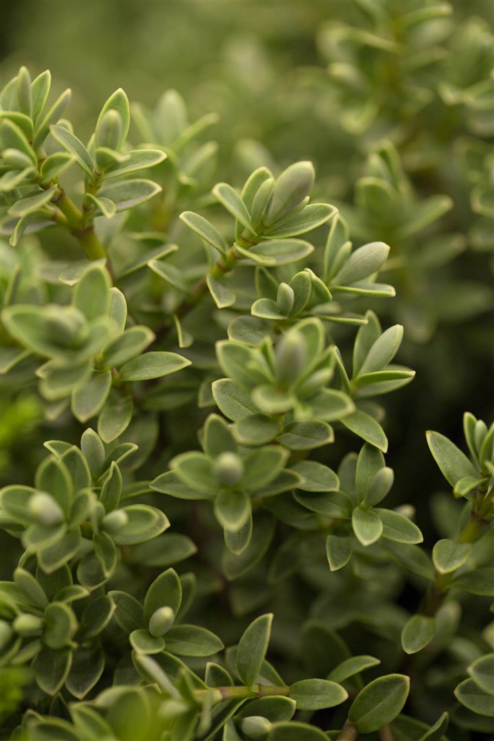 Hebe topiaria, Strauchveronika, immergr&uuml;n, ca. 9x9 cm Topf - Bild 1