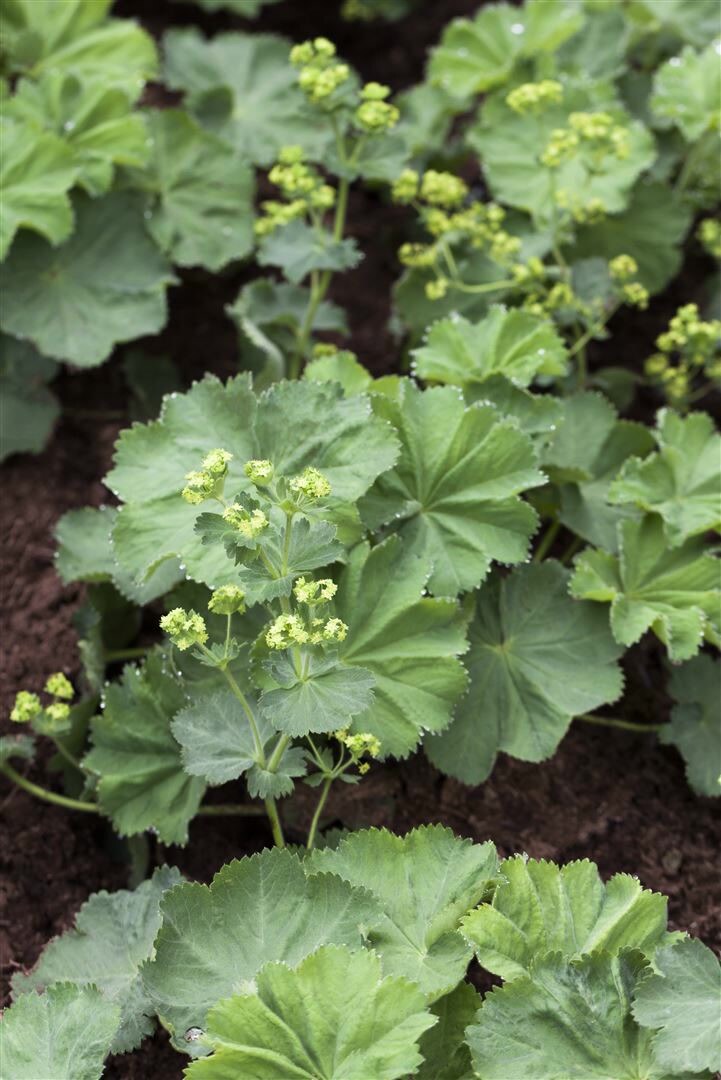 Alchemilla mollis, Frauenmantel, grünlich-gelb, ca. 9×9 cm Topf | 04063654346524