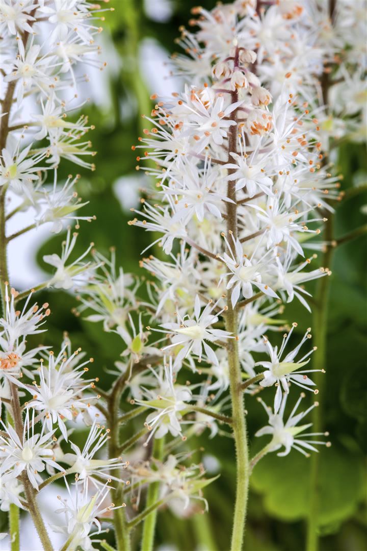 Tiarella cordifolia, Schaumbl&uuml;te, ca. 9x9 cm Topf - Bild 1