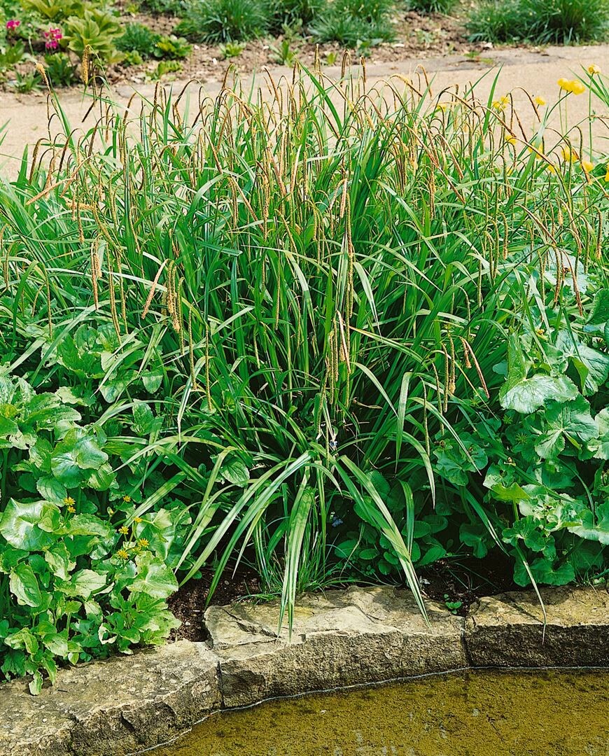 Carex pendula, H&auml;nge-Segge, ca. 9x9 cm Topf - Bild 1