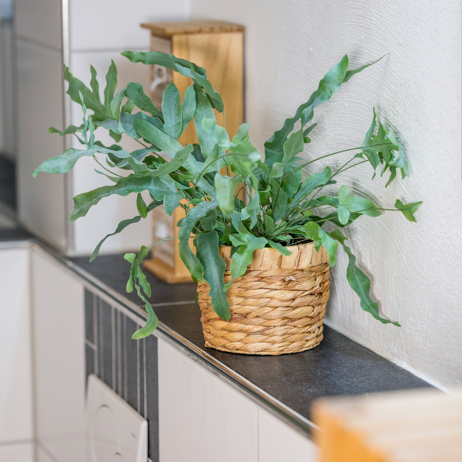 Innovativer Blumentopf aus Wasserhyazinthe, mit Pflanztopf, 14 cm, rund