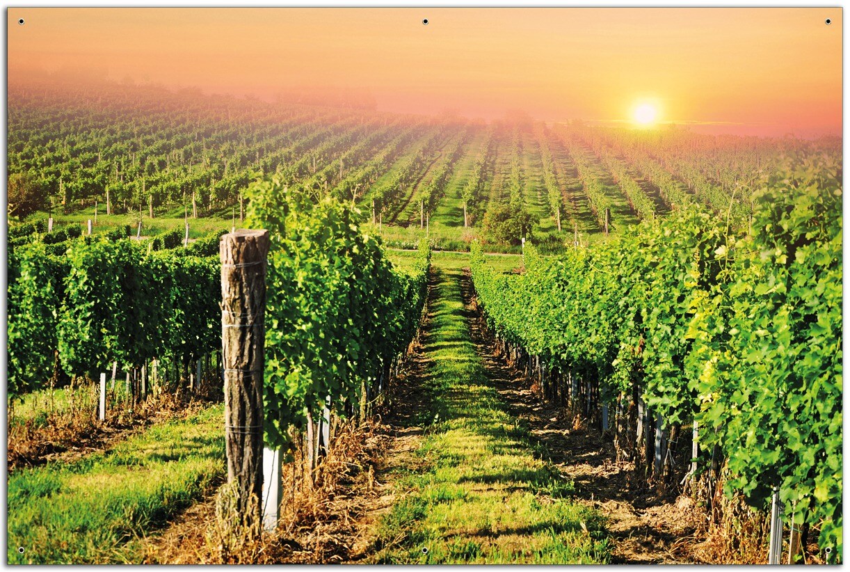 Gartenposter ca. 100 x 150 cm Weinberg mit untergehender Sonne