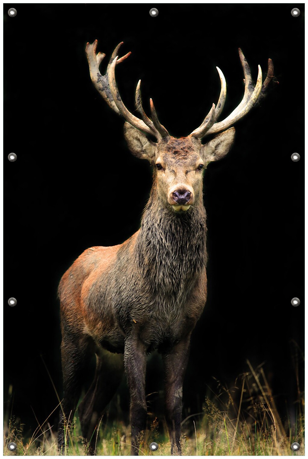 Gartenposter ca. 100 x 150 cm Stattlicher Rothirsch