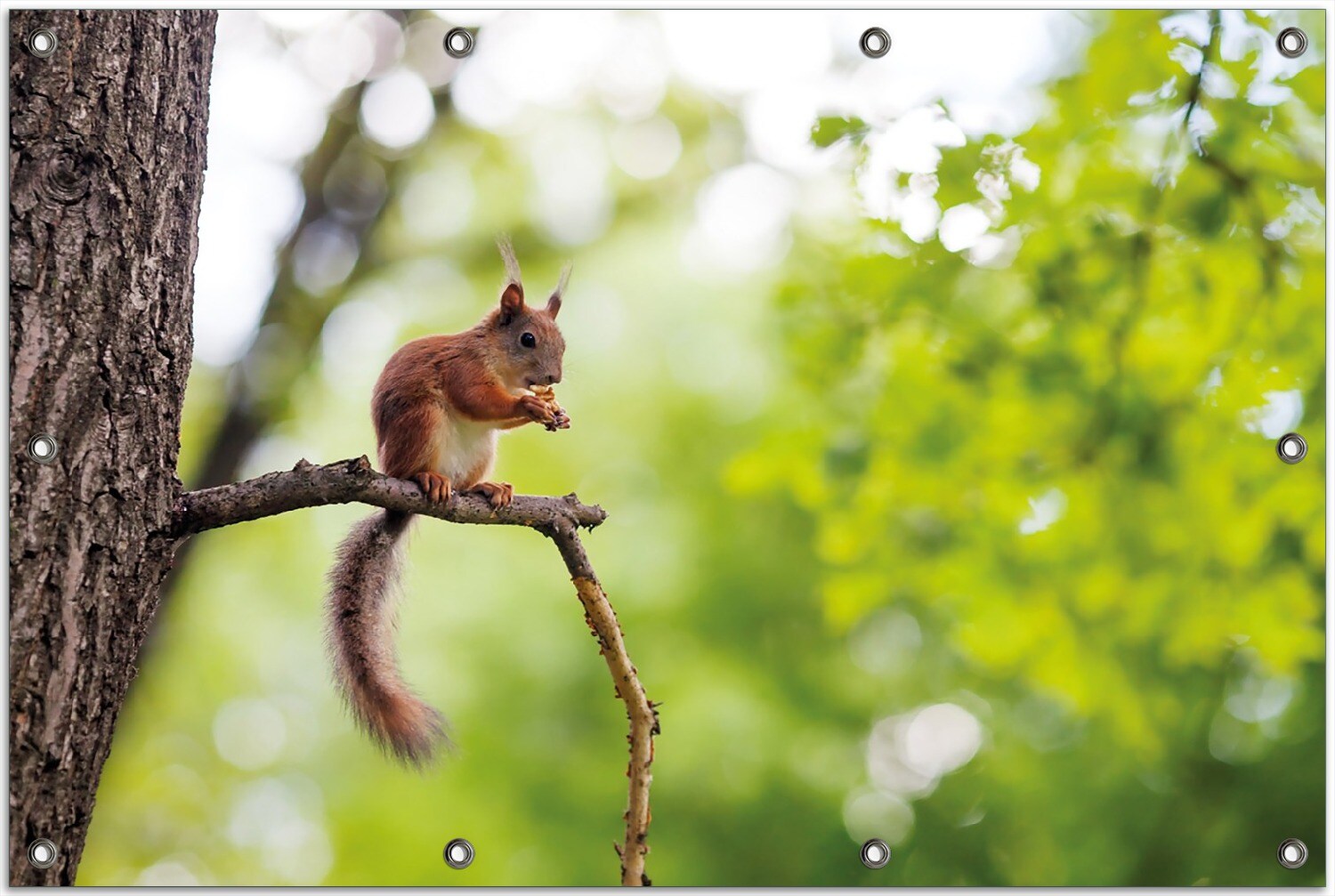 Gartenposter ca. 80 x 120 cm Eichhörnchen auf einem Ast