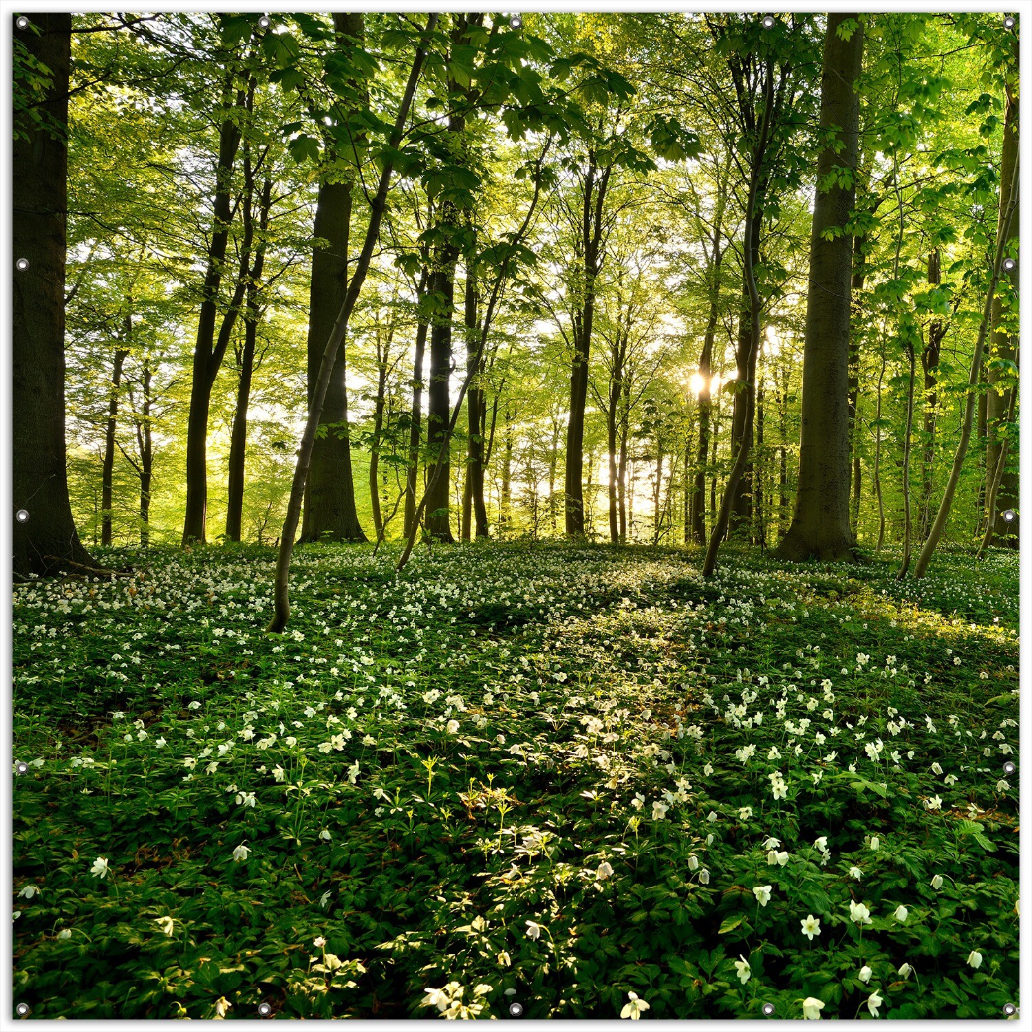Gartenposter ca. 180 x 180cm, 2-teilig Waldanemonen und Sonnenstrahlen im Wald