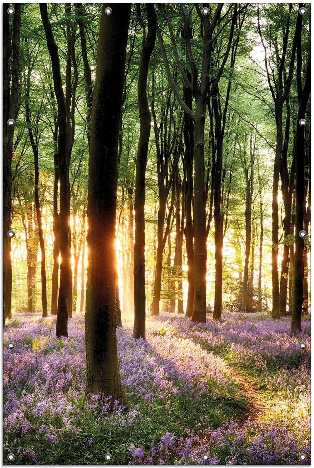 Gartenposter ca. 80 x 120 cm Blaue Hasenglöckchen im Wald mit Sonnenstrahlen