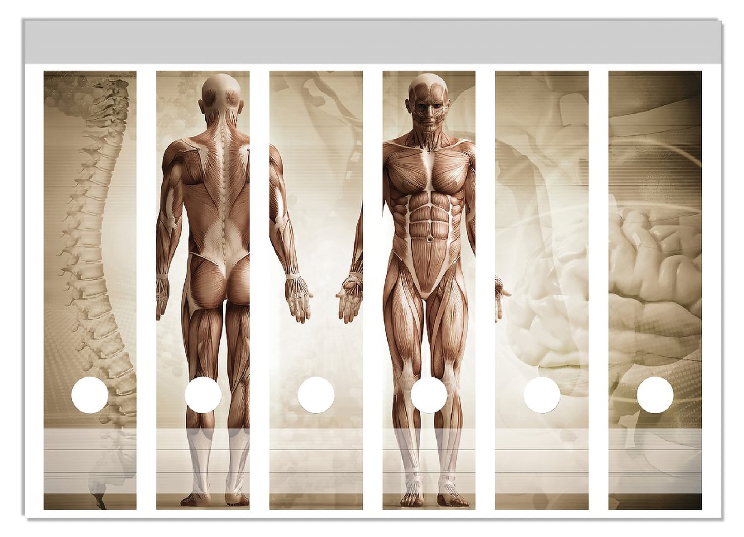 Wallario Ordnerr&uuml;cken Sticker 6 St&uuml;ck Anatomie Mensch I - Bild 1