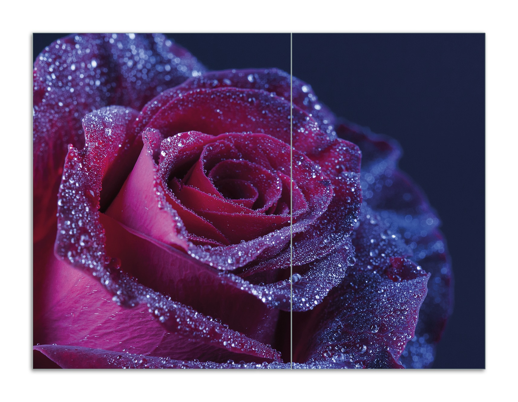Wallario Herdabdeckplatte 80 x 52 cm (BxH), 2-teilig Rote Rosenbl&uuml;te im Regen - Bild 1