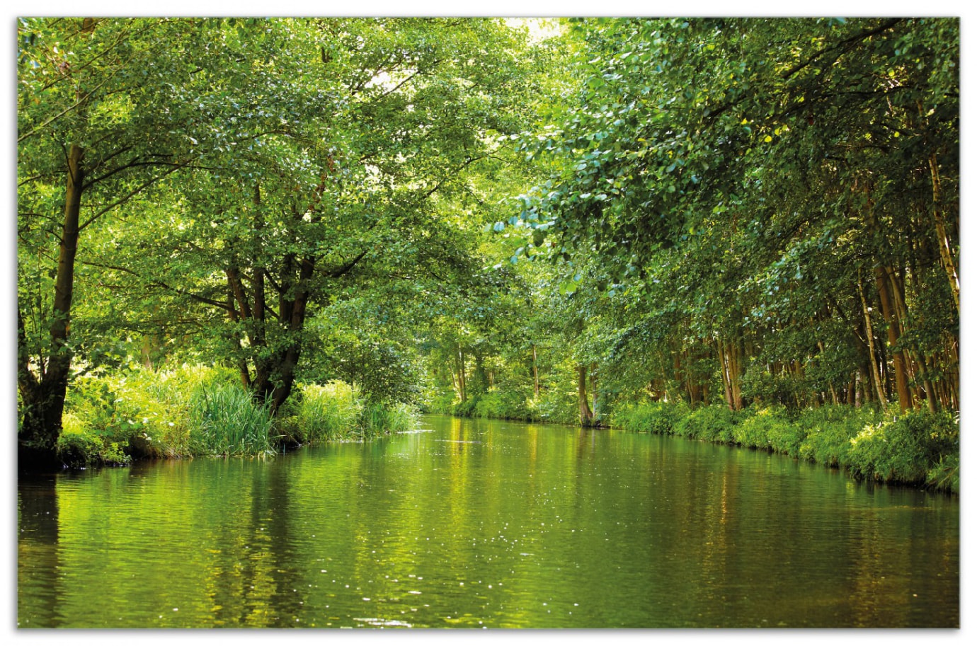 Wallario Herdabdeckplatte 80 x 52 cm (BxH), 1-teilig Spreewald in Brandenburg  gr&uuml;ne W&auml;lder und Spiegelungen im Wasser - Bild 1