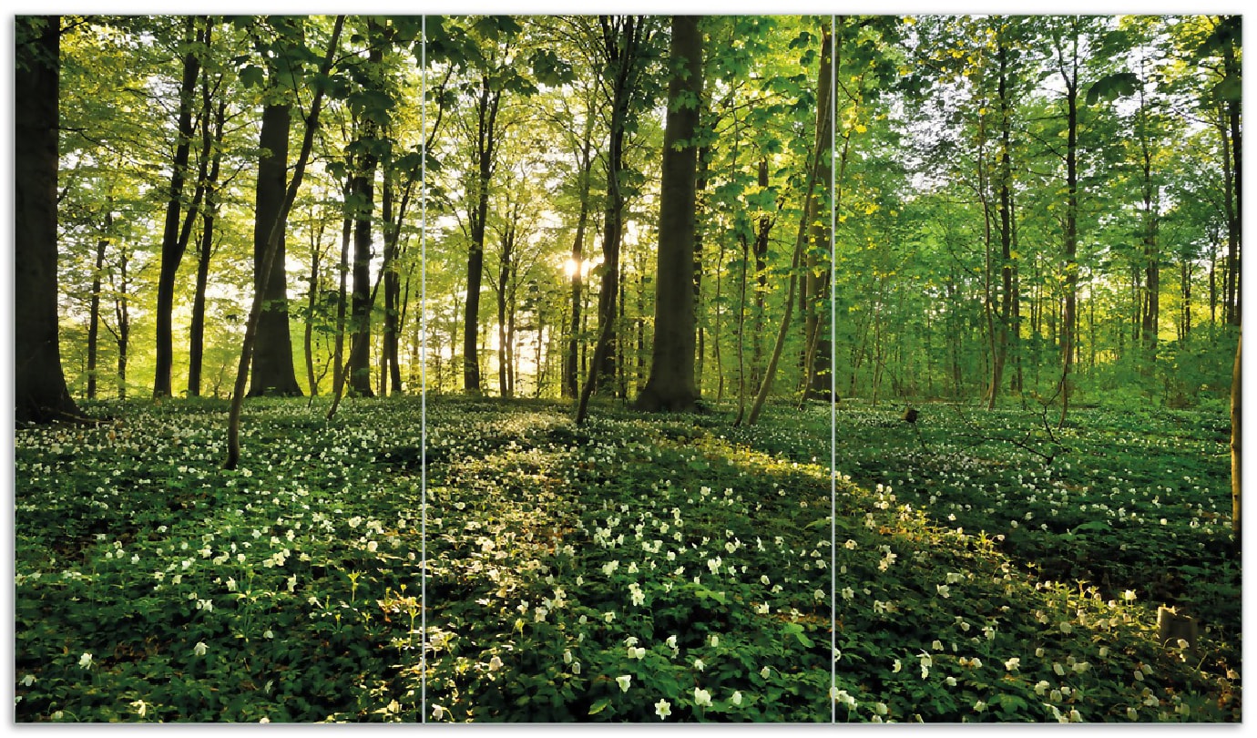 Wallario Herdabdeckplatte 80 x 52 cm (BxH), 2-teilig Waldanemonen und Sonnenstrahlen im Wald - Bild 1