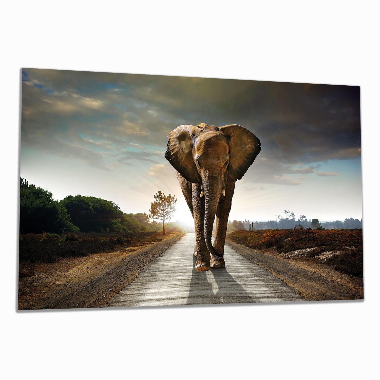 Wallario Herdabdeckplatte 60 x 52 cm (BxH), 1-teilig Elefant bei Sonnenaufgang in Afrika - Bild 1