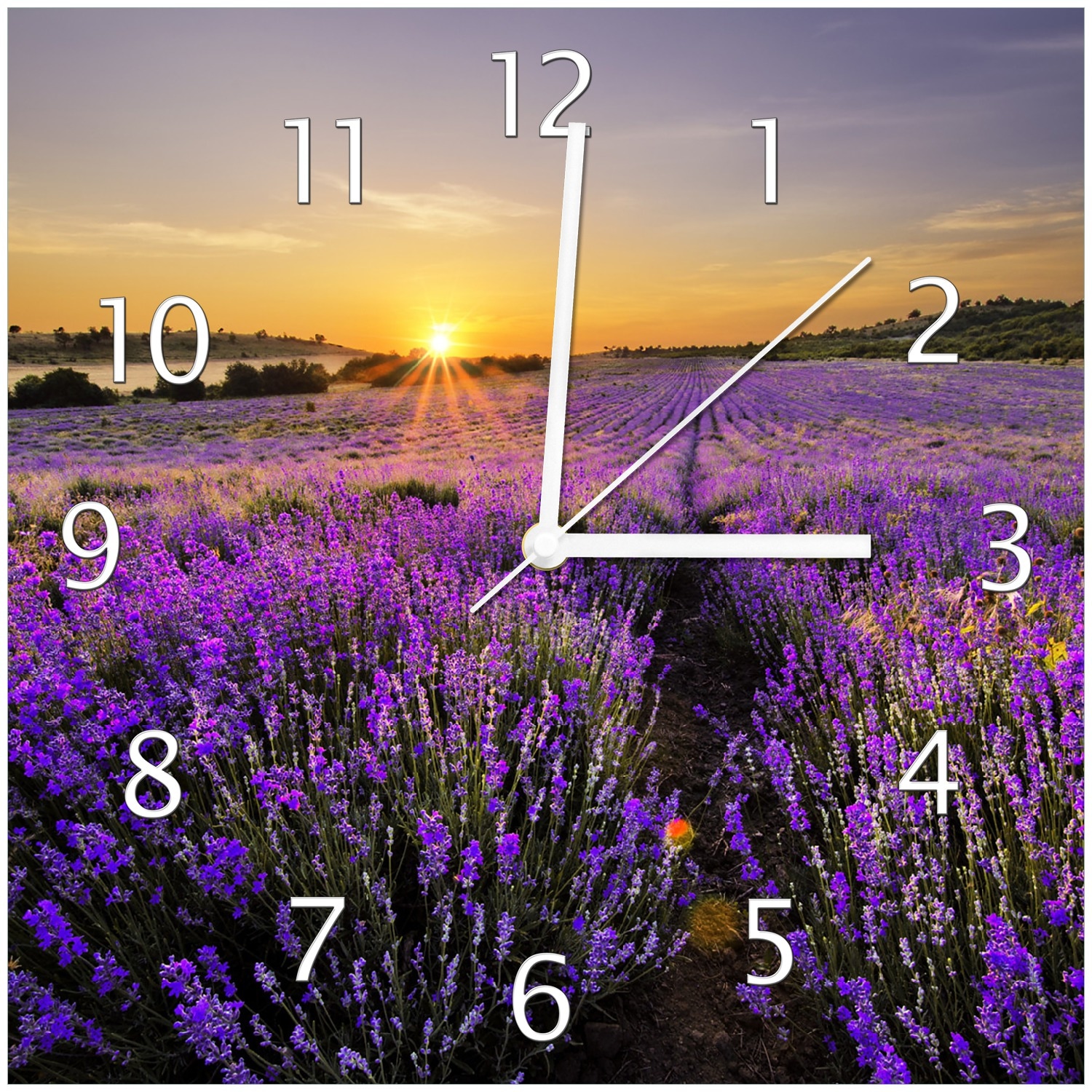 Wallario Uhr 30 x 30 cm, wei&szlig;e Zeiger Sonnenuntergang &uuml;ber dem Lavendel - Bild 1