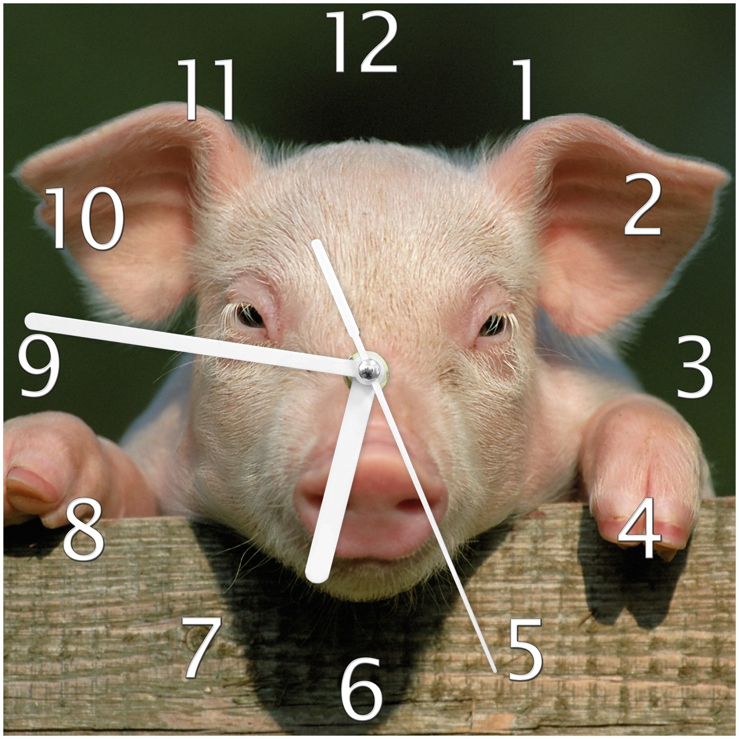 Wallario Uhr 30 x 30 cm, wei&szlig;e Zeiger S&uuml;&szlig;es Ferkel auf dem Bauernhof in Nahaufnahme - Bild 1