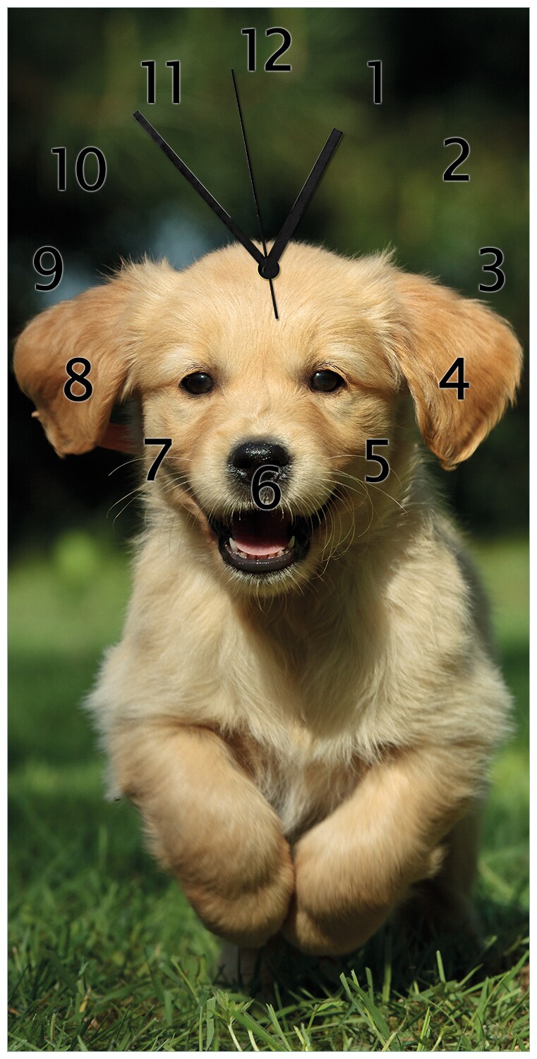 Wallario Uhr 20 x 20 cm, weiße Zeiger Süßer Hund - Golden Retriever